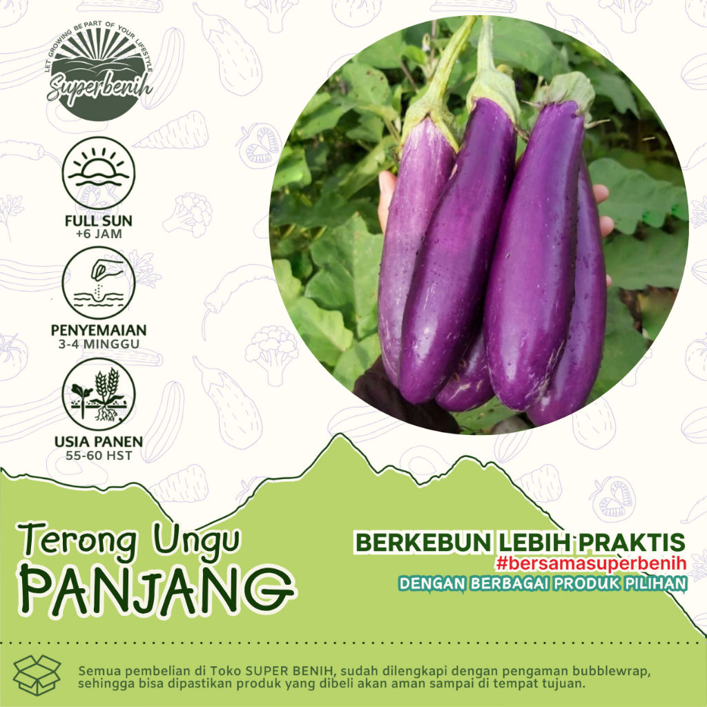 [15 Biji] Benih Terong Ungu Panjang hibrida F1 -  Bibit Tanaman Kebun Rumah - Biji Terung Tahan Virus
