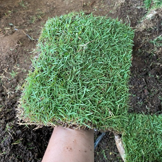 Jual KEBUN.MUKLIS - TERMURAHHHH Paket 20 Lembar Rumput Jepang Hidup ...