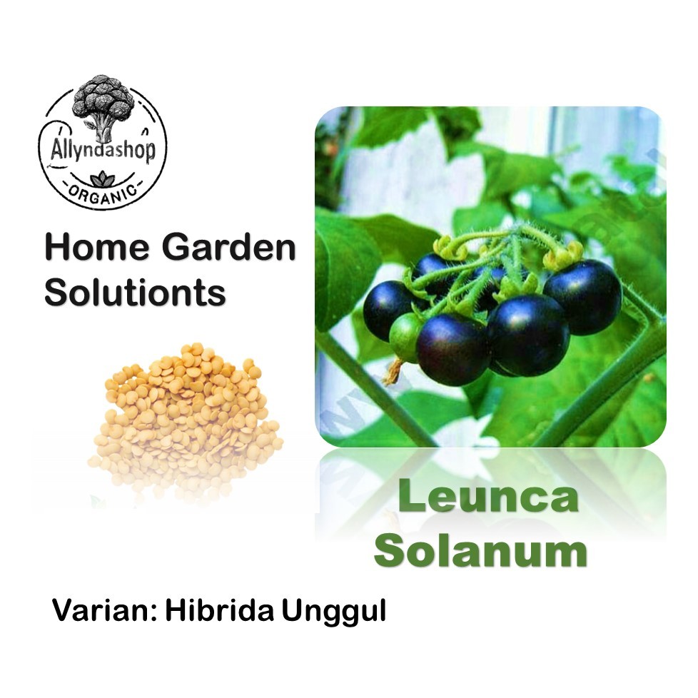 Jual Bibit Benih Sayuran Ranti Leunca Solanum Nigrum unggul | Shopee ...