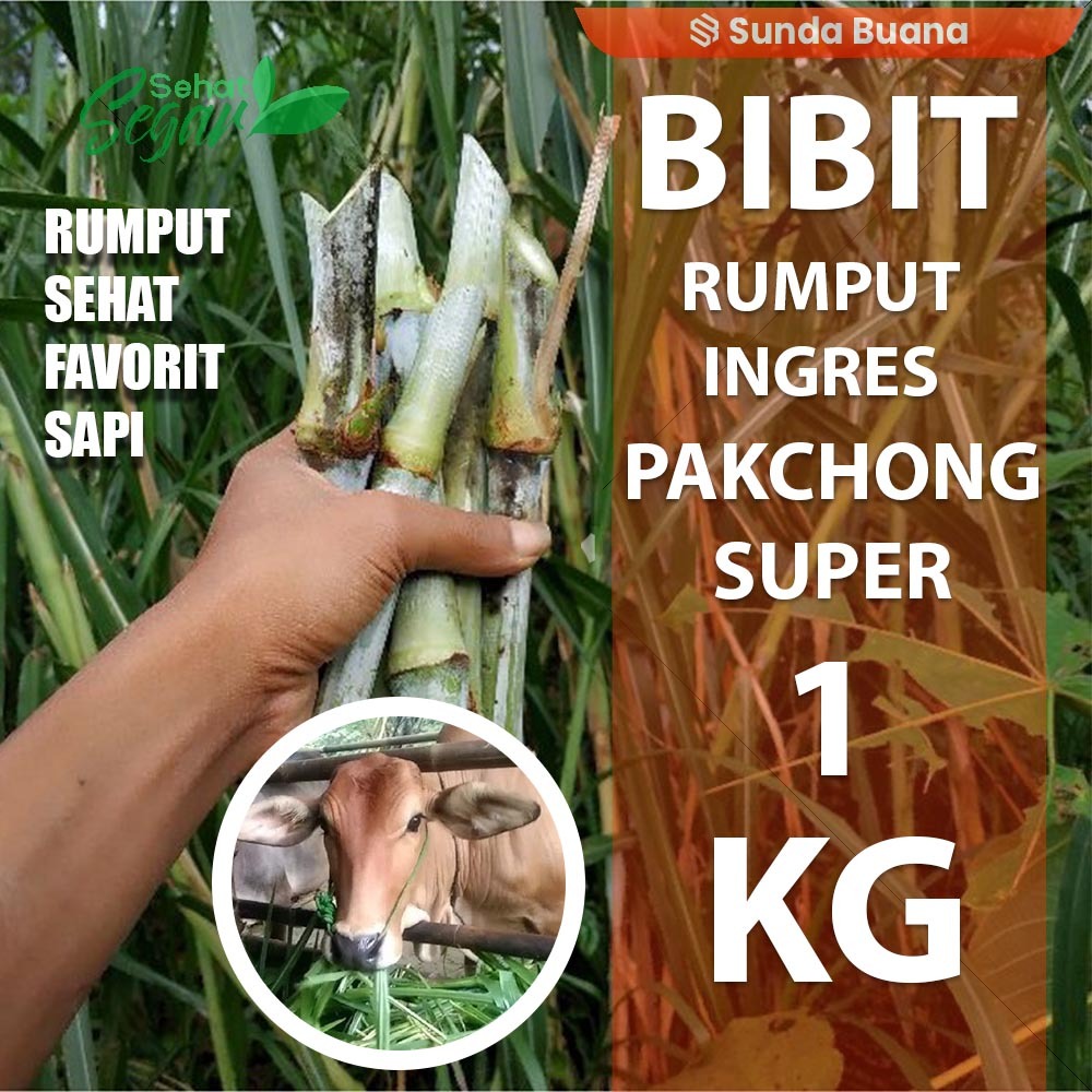 Jual Bibit tanaman Rumput Ingres / Pakchong Hijau Pakan Sapi 1 kg ...