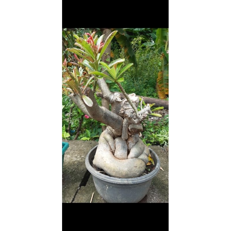 Jual Adenium kamboja jepang jumbo karakter tua | Shopee Indonesia