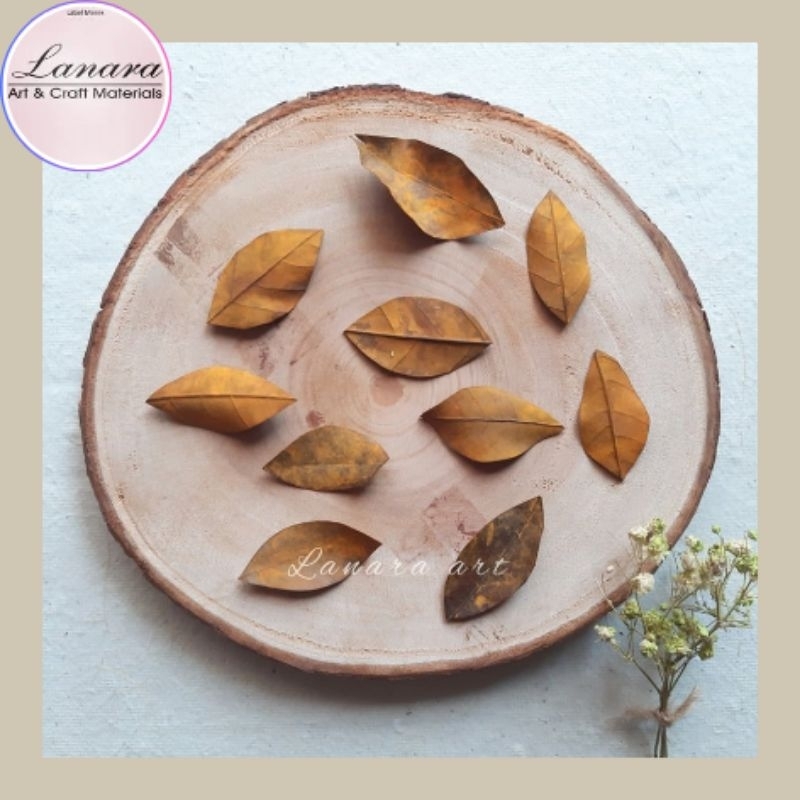 Lanara Daun kering Aesthetic Dekorasi Craft Hiasan Mahar Prakarya Anak Kerajinan Tangan isi 10 lembar (ADU)