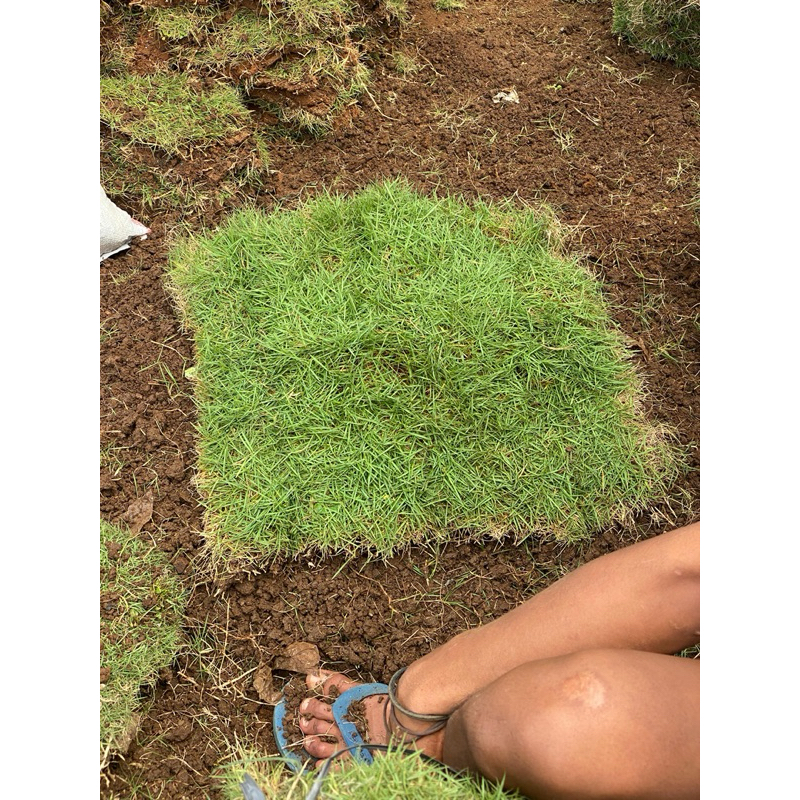 Jual Petani Muda-Paket 10 Lembar Rumput Jepang Ukuran 15x15cm | Shopee ...