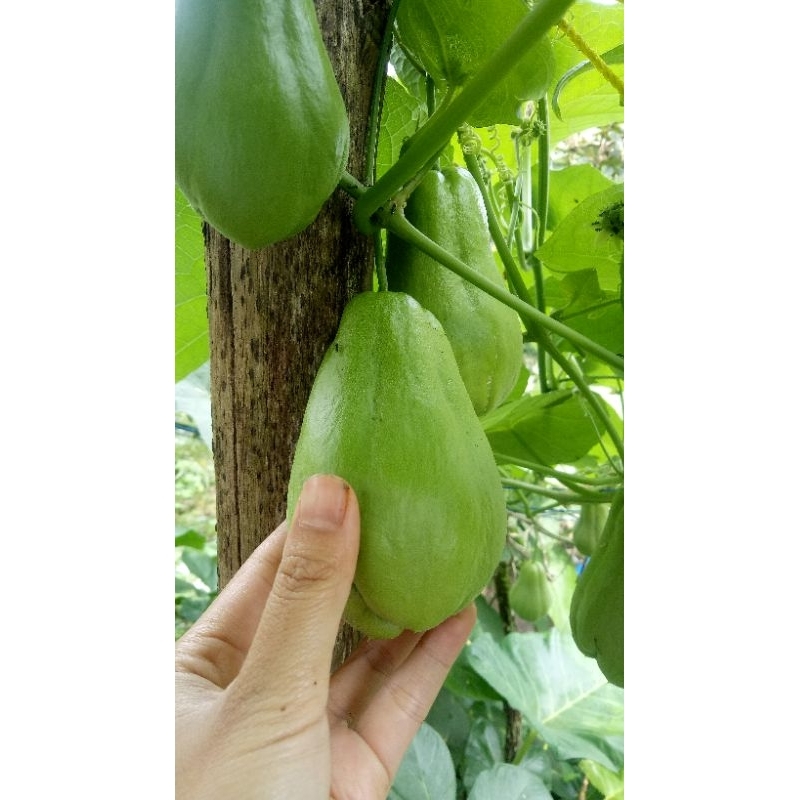 Jual Labu Siam/ Labu Jepang (1,5 kg) | Shopee Indonesia