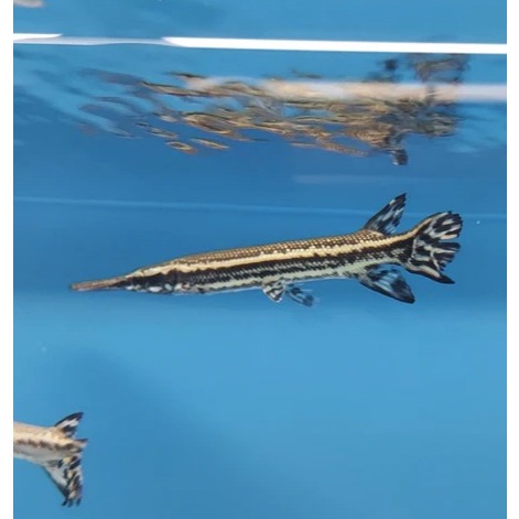 Jual Florida gar fish 10cm / florida gar 10cm | Shopee Indonesia