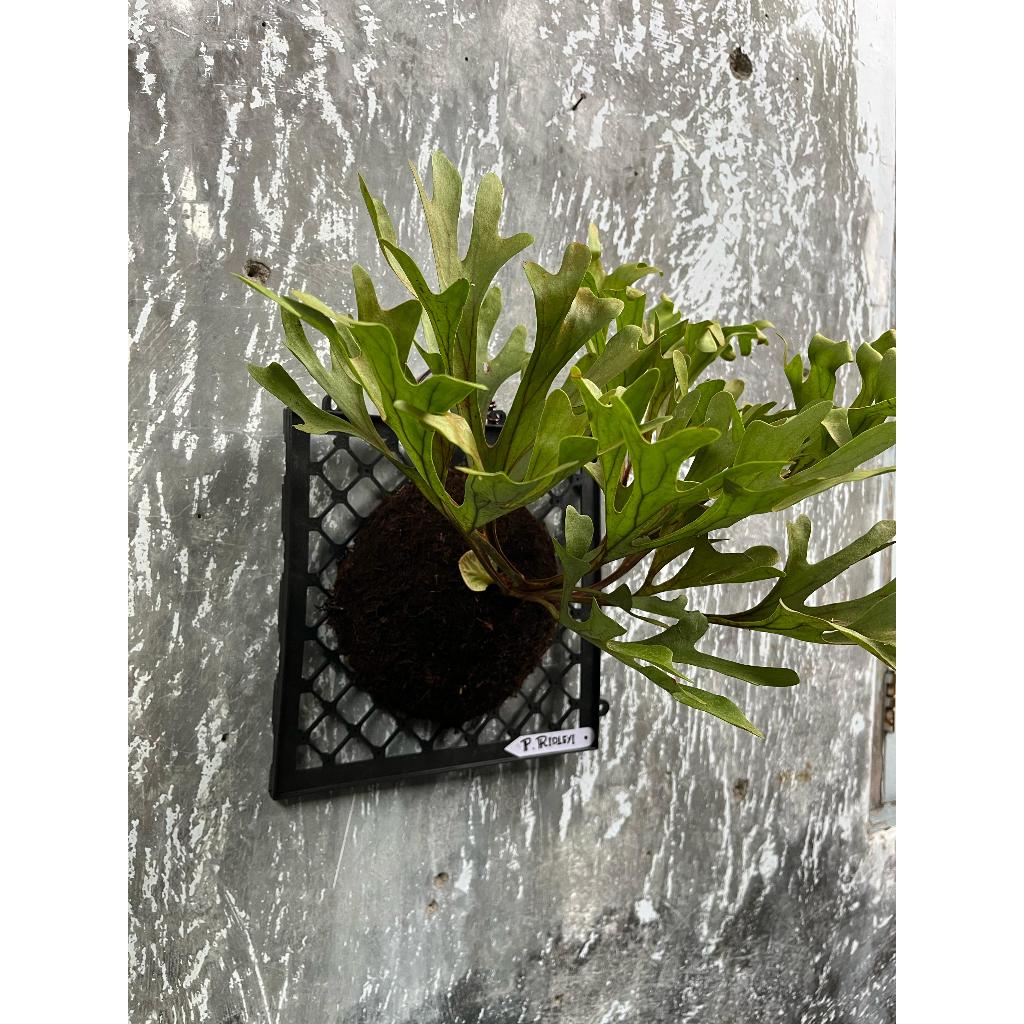 Jual TANAMAN HIAS PLATYCERIUM RIDLYI SIMBAR TANDUK RUSA (SIZE M ...