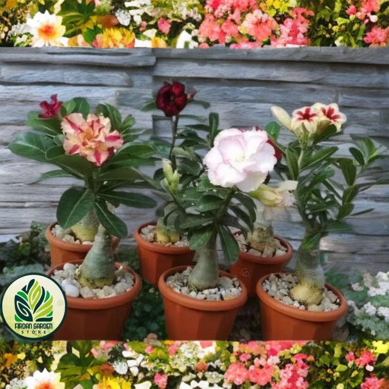 Jual TERMURAH Tanaman Hias Hidup Pohon Adenium Kamboja Jepang Bunga ...