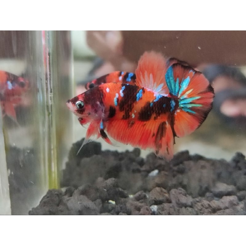 Jual PLAKAT CUPANG NEMO (SEDIA AVATAR, RGG, GIANT, BLUERIM) | Shopee ...