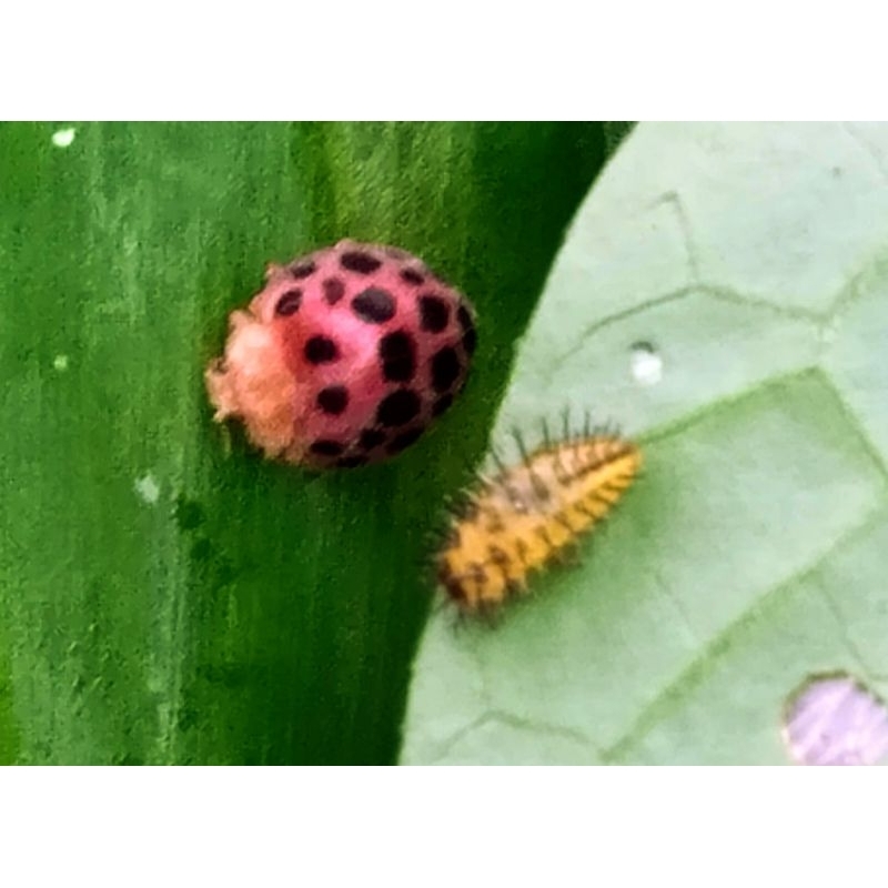 Jual larva kumbang koksi/kepik terotol hidup /10 pcs | Shopee Indonesia