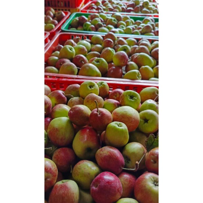 Jual apel ana mini 1kg isi 16-20 | Shopee Indonesia