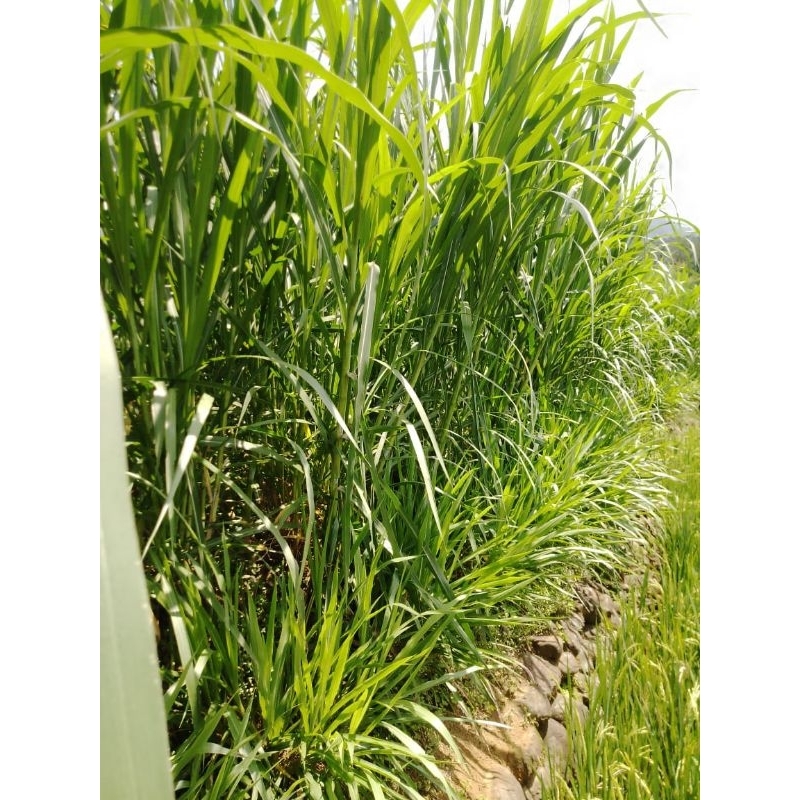 Jual Bibit Rumput Pakchong 1 KG | Shopee Indonesia