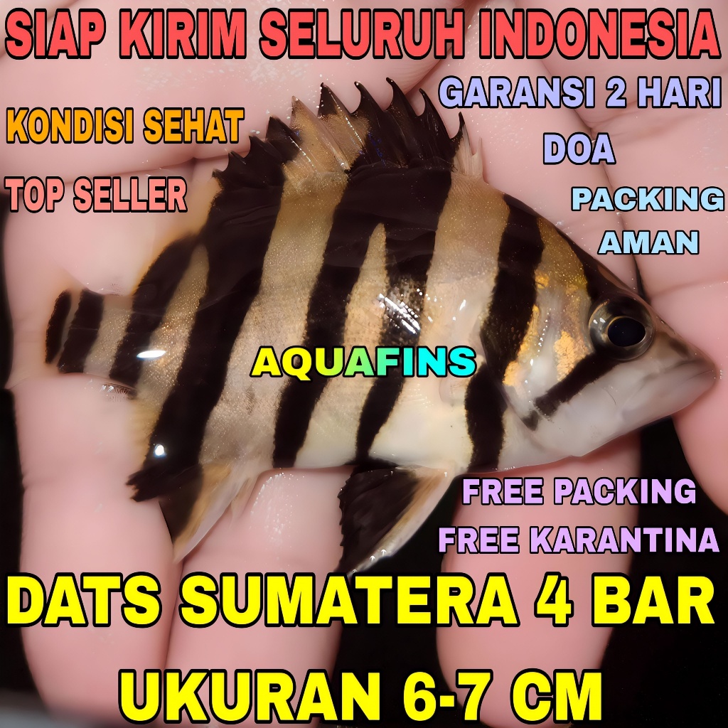 Jual HIASAN DATNIOIDES MICROLEPIS DATZ TIGER FISH SUMATERA 4 BAR UKURAN ...