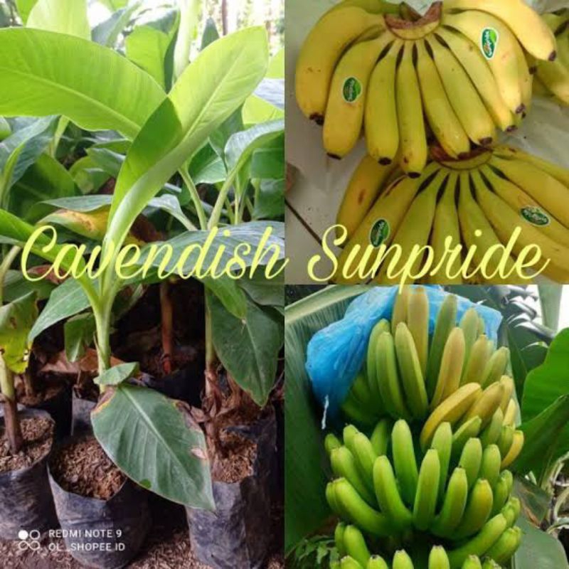 Jual Bibit Pisang Sunpride Unggul | Bibit Pisang Cavendish Kuning Grade ...