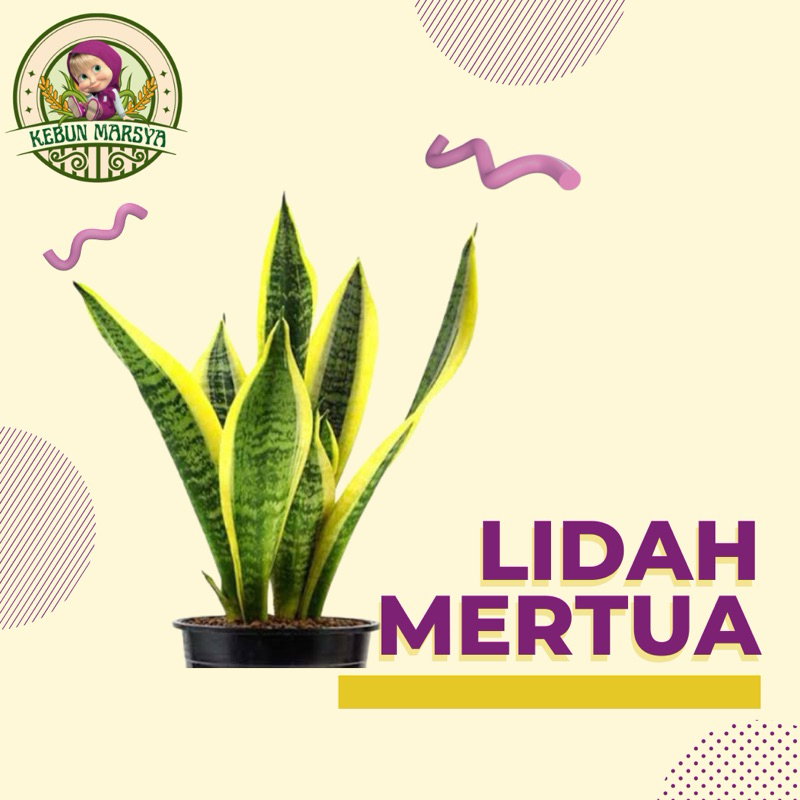 Jual Tanaman hias Sansevieria trifasciata ( lidah mertua ) | Shopee ...