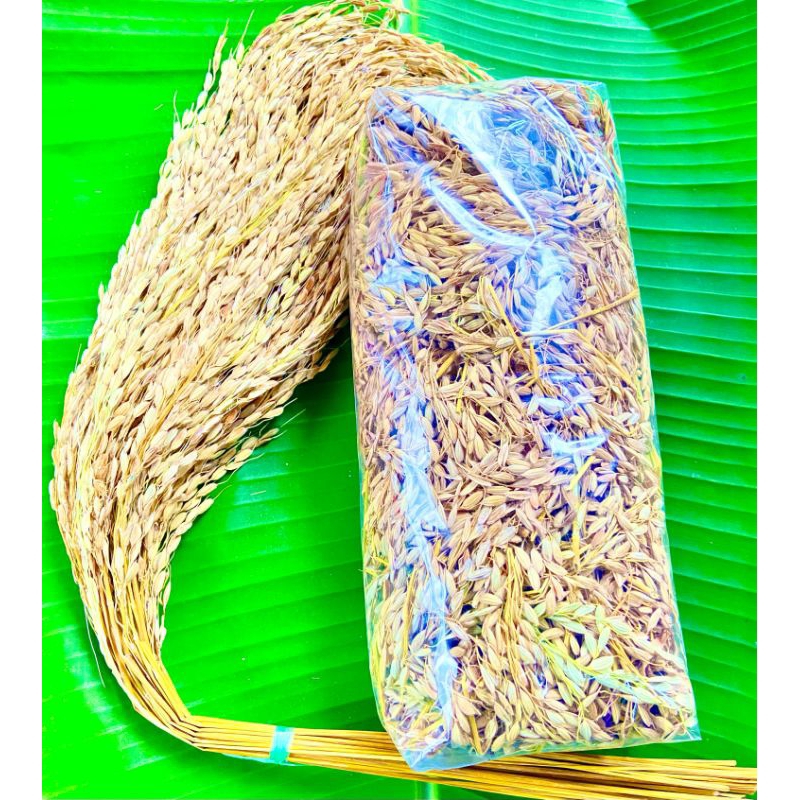 Jual padi gabah ketan hitam bulu ranggeuy batang utuh 500 gramd ...
