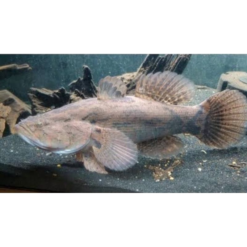 Jual DEKORASI AKUARIUM/HIYASAN BAKUT/BATUTU /ASLI KALIMANTAN/BUNGAS ...