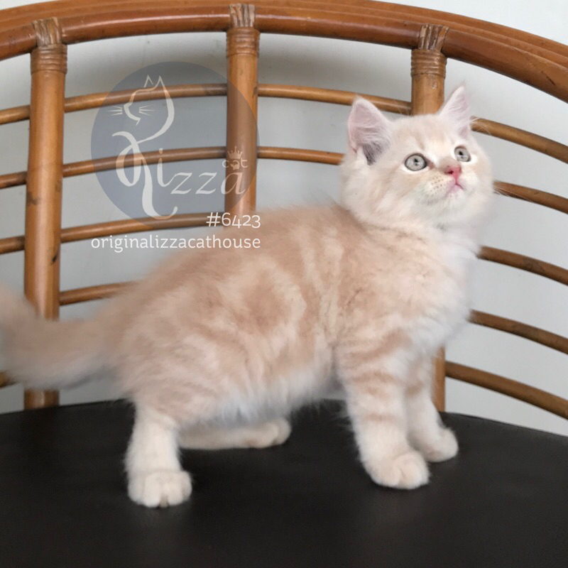 Jual makanan kucing Persia mix BSH. mocca marble cuteeee bgt | Shopee ...
