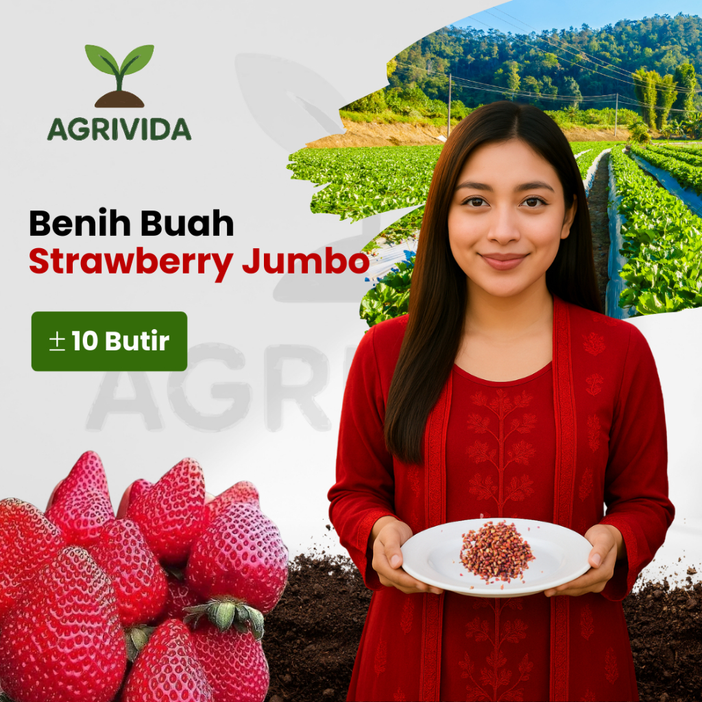 Jual Benih Buah Strawberry Jumbo 10 Butir | Shopee Indonesia