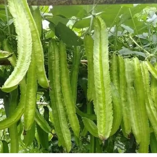 Jual BENIH/BIJI KECIPIR HIJAU (20 butir) | Shopee Indonesia