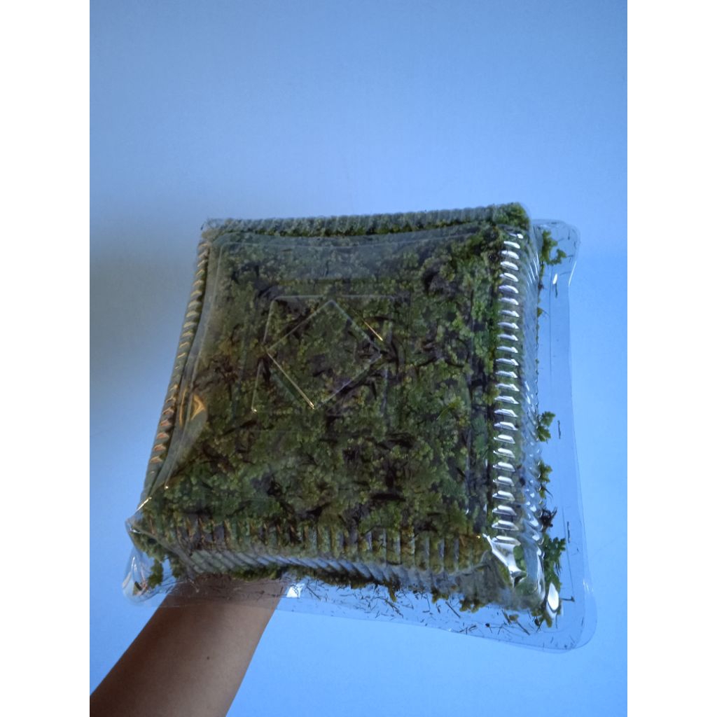 Jual Tumbuhan Azolla Pakan Alternatif Ternak | Shopee Indonesia