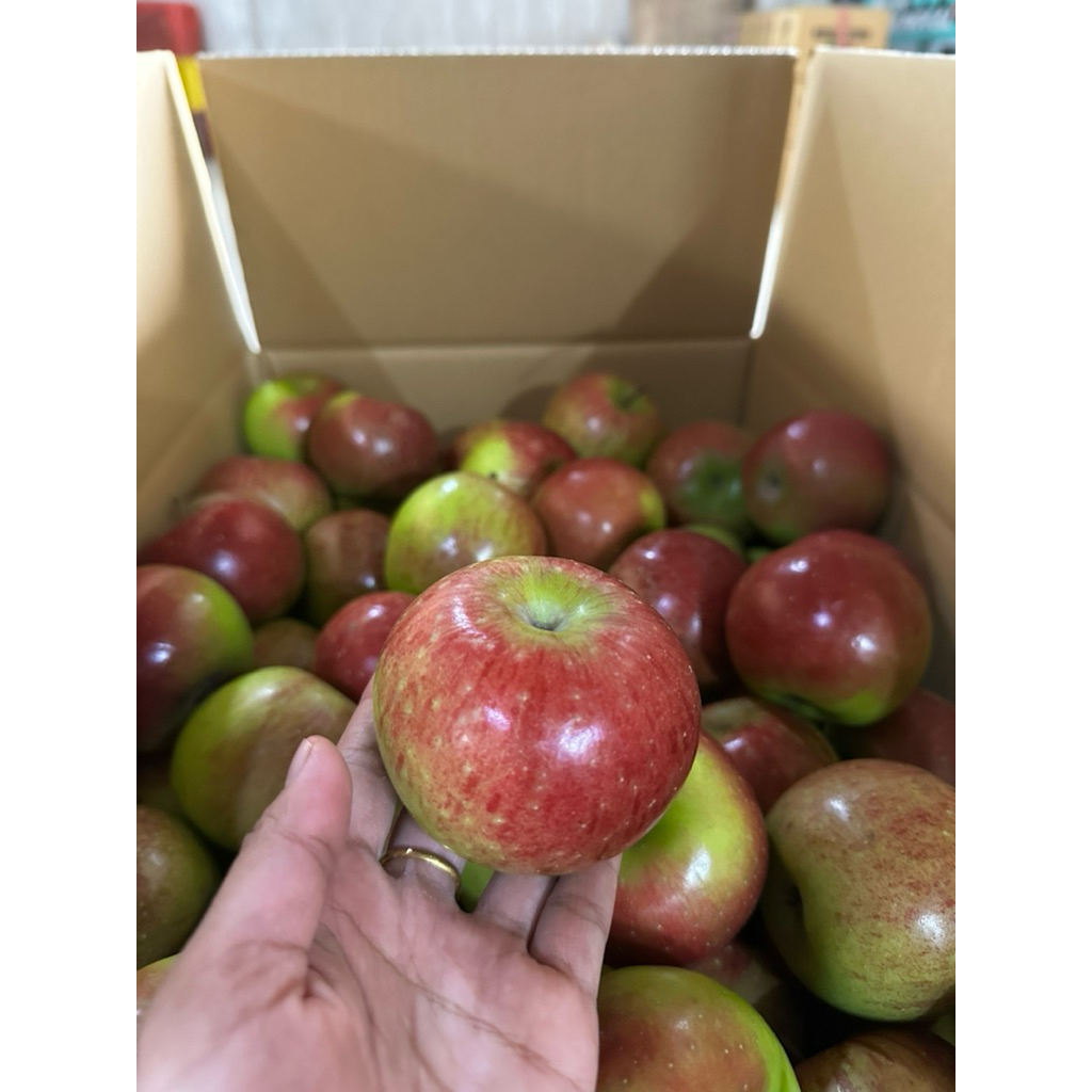 Jual Apel Malang Rome Beauty Besar ukuran 8-11 buah | Shopee Indonesia