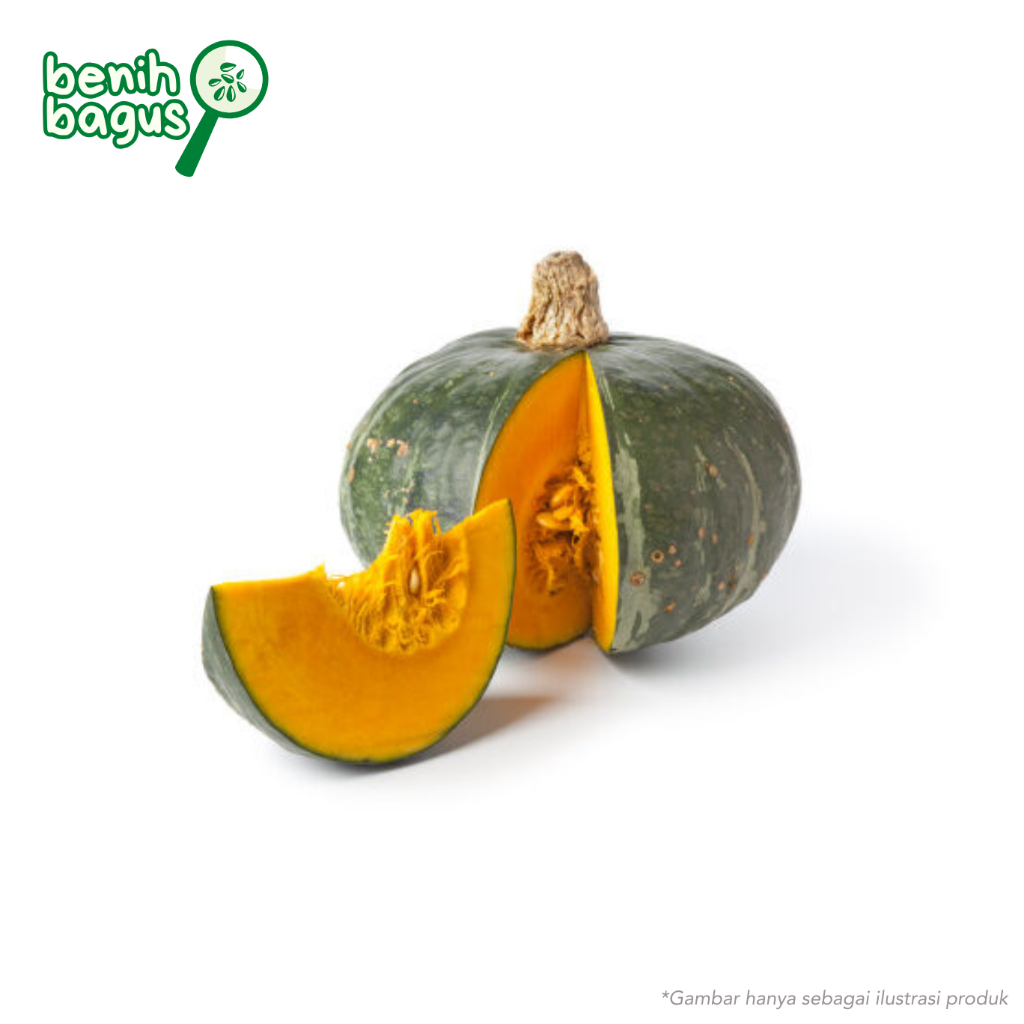 Jual 3 Biji - Benih Labu Kuning KUSUMA F1, labu hibrida atau waluh ...