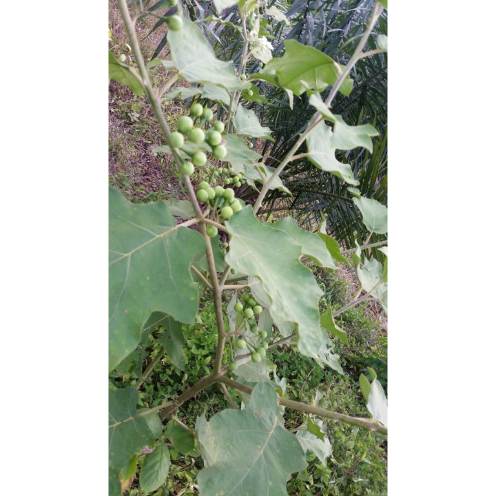 Jual bibit pokak-cepokak-takokak terong teter rimbun berbunga berbuah ...