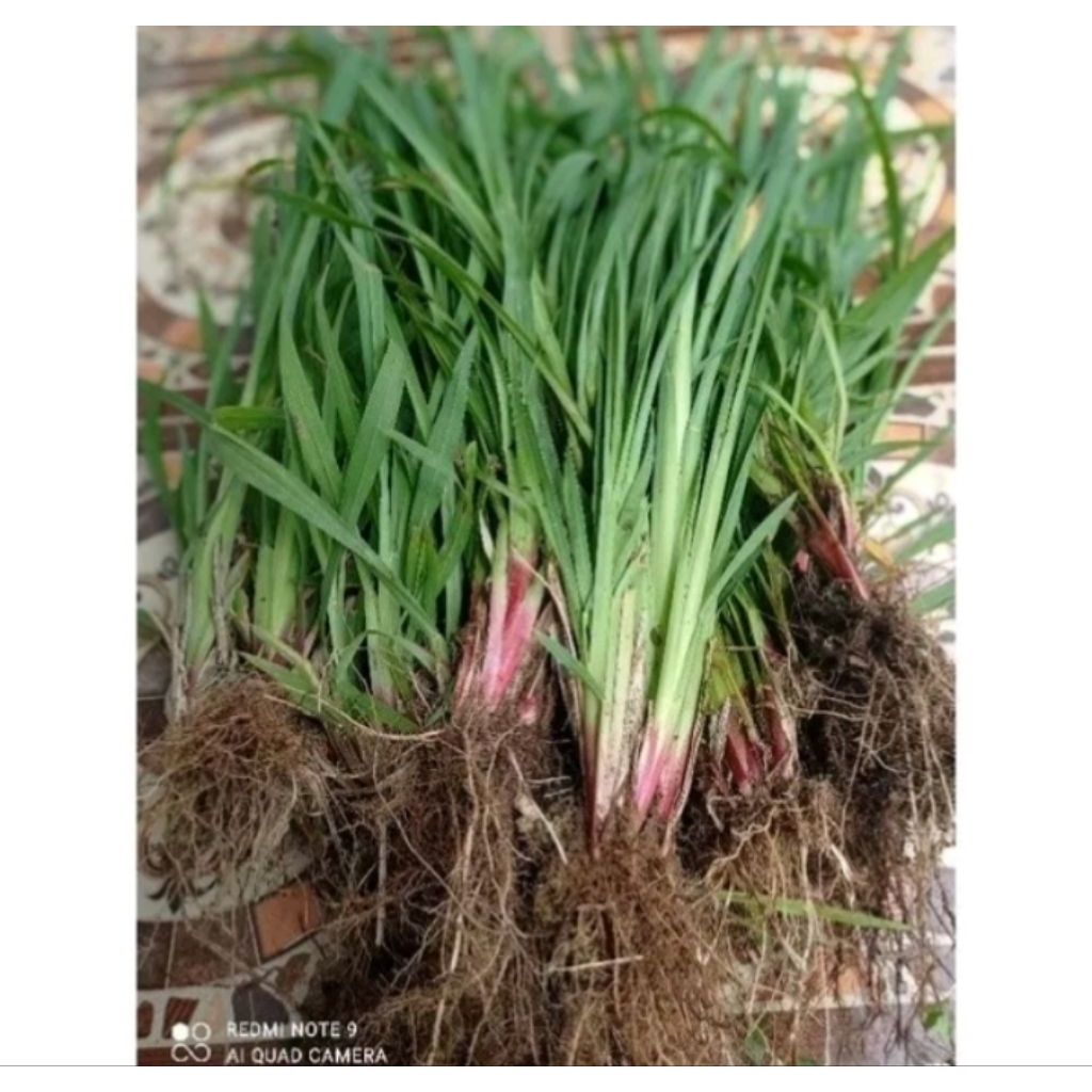 Jual Bibit rumput pakan ternak staria demplot 1kg | Shopee Indonesia