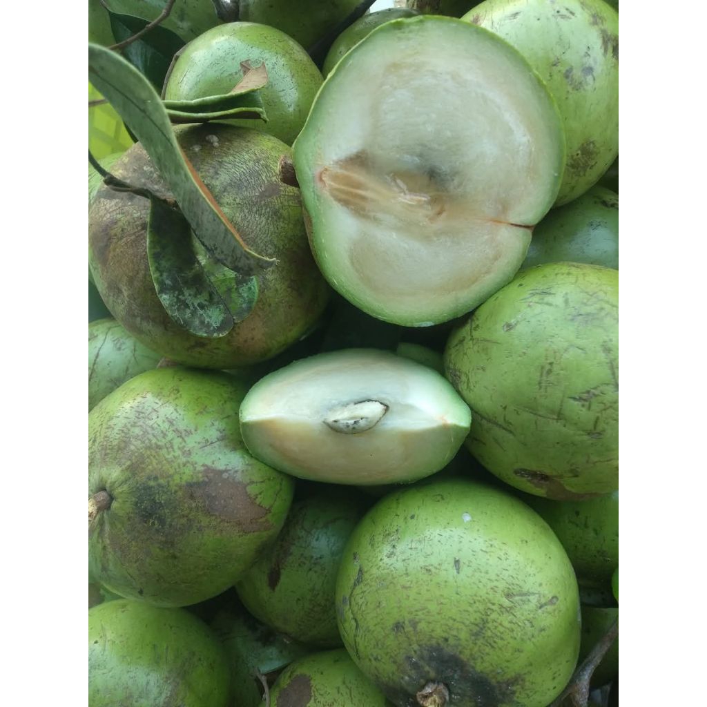 Jual Buah Kenitu Terlengkap & Harga Terbaru Juli 2026 | Shopee Indonesia