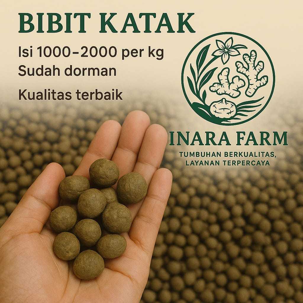 Bibit Porang Bubil 1Kg Dorman Asli – Berat Pasti 1Kg, Isi ±1000 Biji