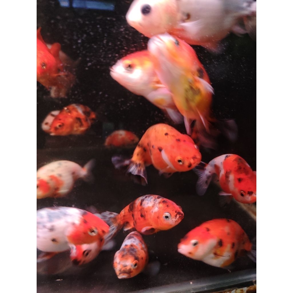 Jual ikan maskoki mas koki ranchu ikan koki rancu lionchu baby 3 cm ...
