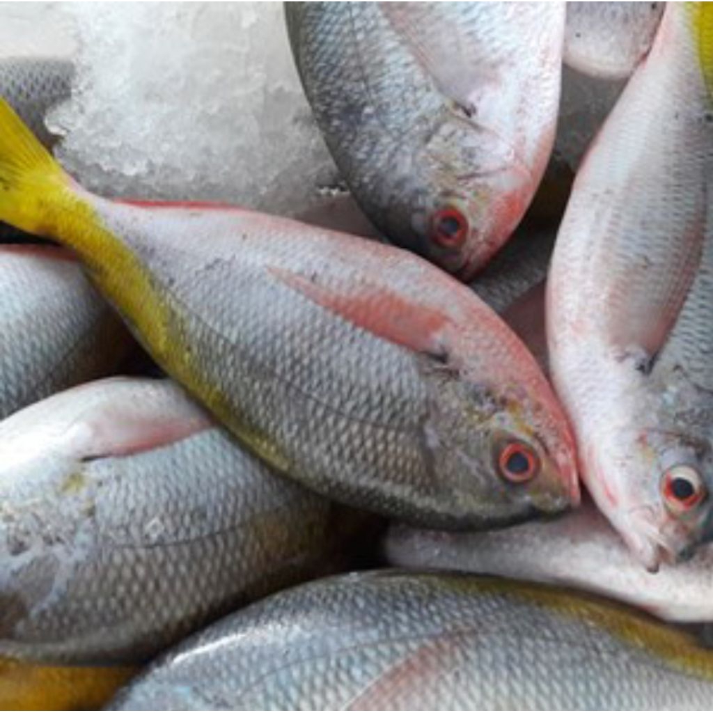 Jual ikan segar ekor kuning 500gr | Shopee Indonesia
