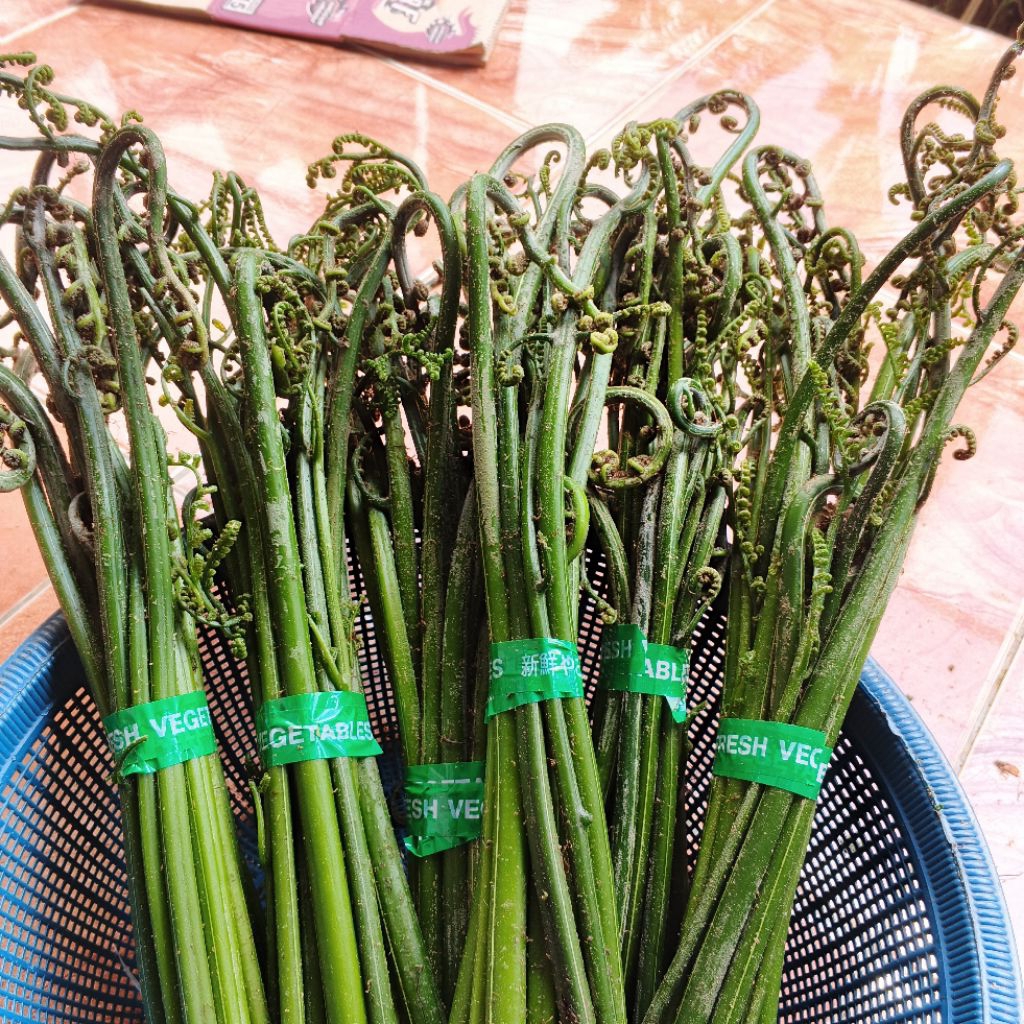 Jual TOKO ABDI 1 Ikat Pakis Sayur Sayur Pakis Pakis Segar Bersih ...