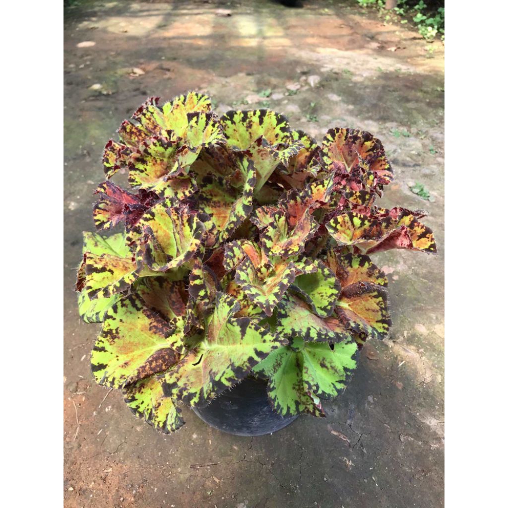 TANAMAN HIAS BEGONIA SULTAN BRUNEI - TANAMAN HIAS INDOOR BEGONIA - BEGONIA SULTAN BRUNEI