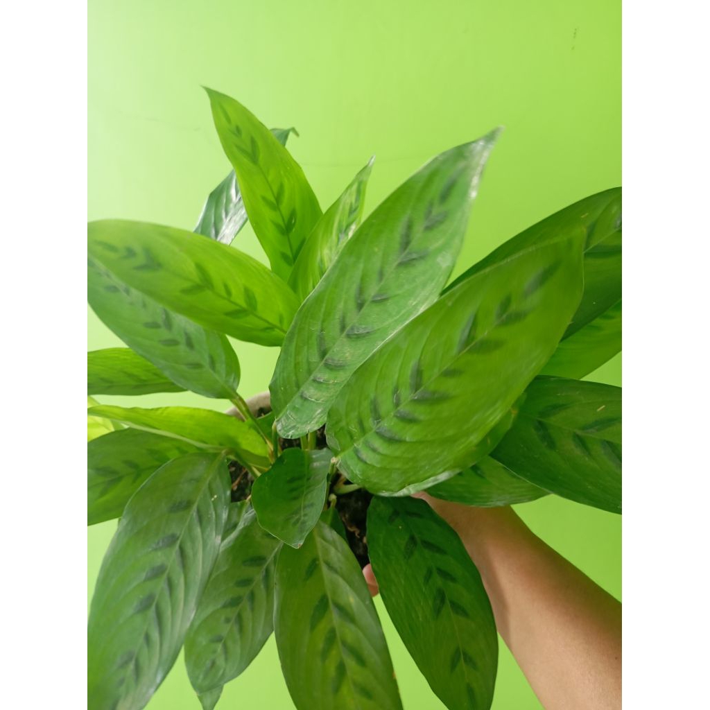 Jual 3 Calathea Hijau Mini Rimbun | Shopee Indonesia
