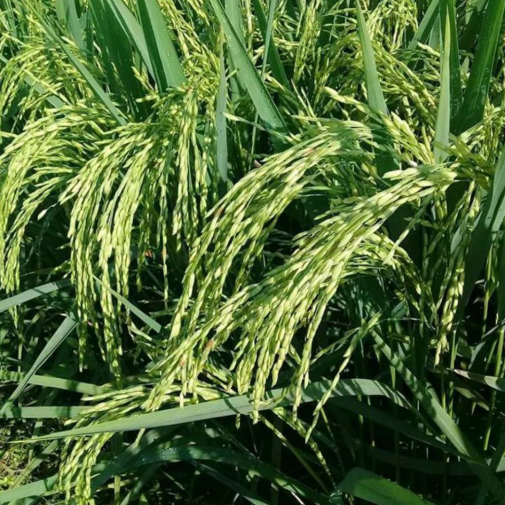 Jual BIBIT BENIH PADI SIMBOK GENJAH ORIGINAL KEMASAN 5KG | Shopee Indonesia