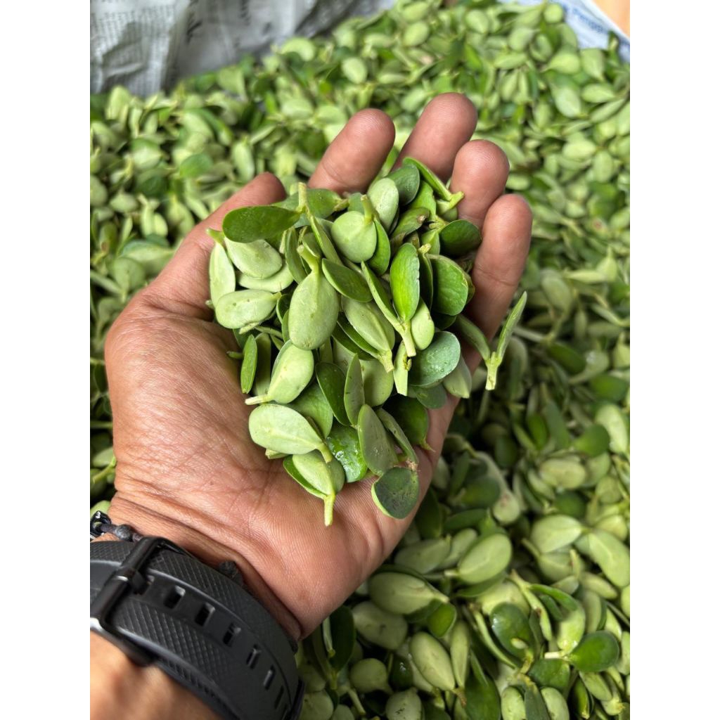 Jual Daun Katel Khas Majalengka 2 pack (@200gr) | Shopee Indonesia
