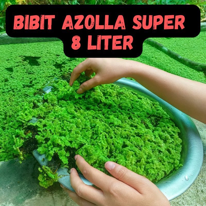 Jual Azolla Terlengkap & Harga Terbaru Juli 2026 | Shopee Indonesia