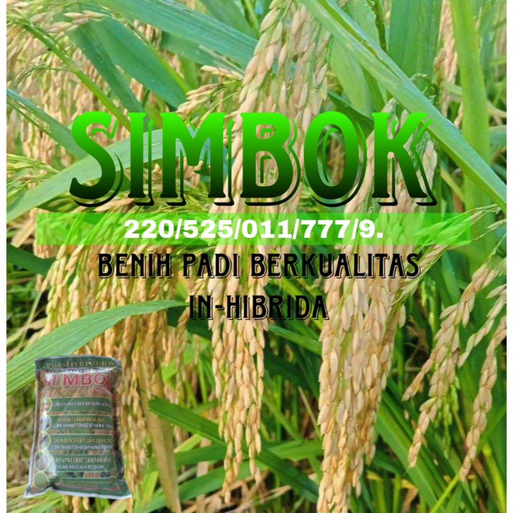 Jual BENIH PADI BERKUALITAS In - Hibrida Simbok 10kg | Shopee Indonesia