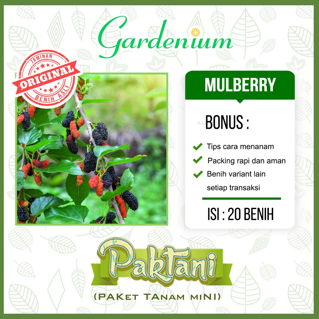 20 Benih Buah Mulberry Murbei Tanaman Buah Paktani