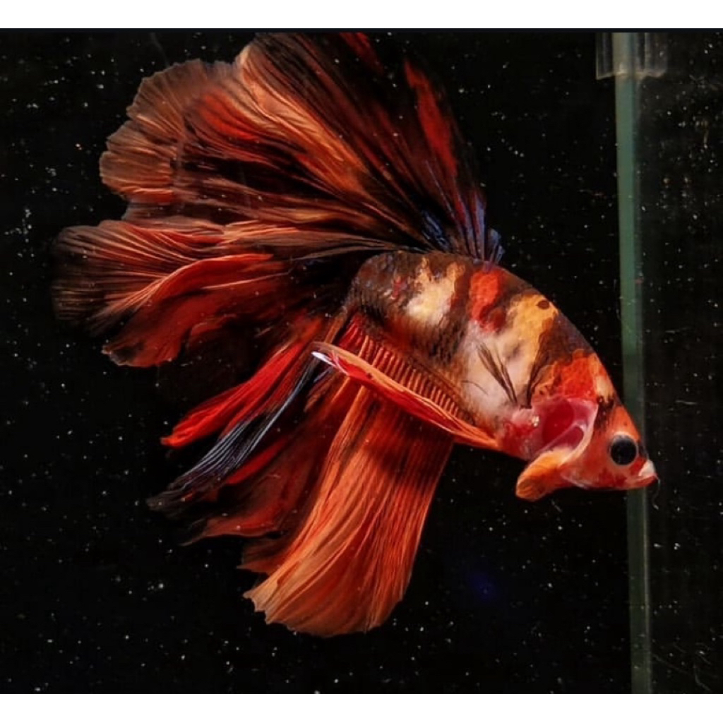 Jual TERMURAH!!! cupang halfmoon nemo full warna bagus dan cerah ...