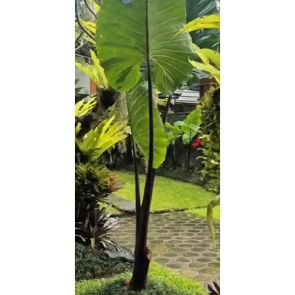 Jual Alocasia macrorrhiza sente hitam jumbo talas ungu raksasa | Shopee ...