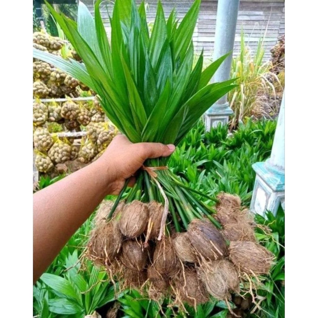 PERPOHON Bibit Pinang / Jambe Unggul Siap Tanam – Cepat Tumbuh, Cocok Perkebunan & Hiasan / Bibit Unggul