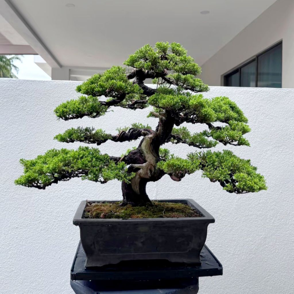 Jual Biji Benih Pohon Bonsai Pinus Hitam Jepang | Japanese Black Pine ...