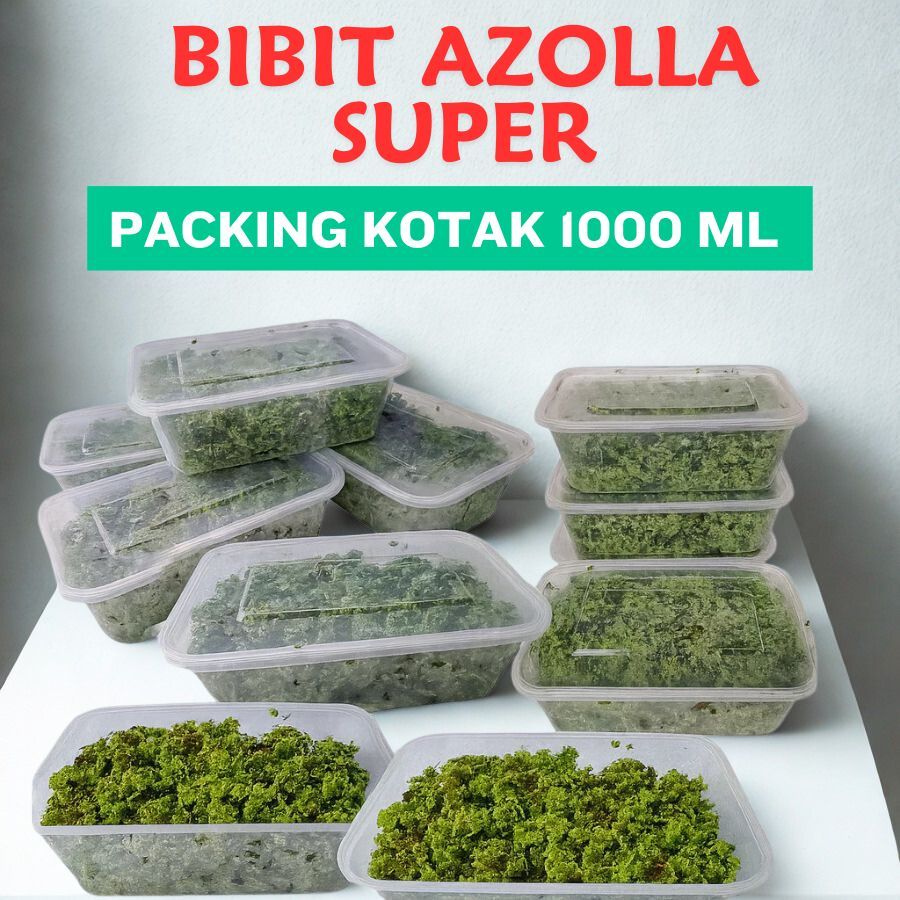 Jual Azolla Terlengkap & Harga Terbaru Juli 2026 | Shopee Indonesia