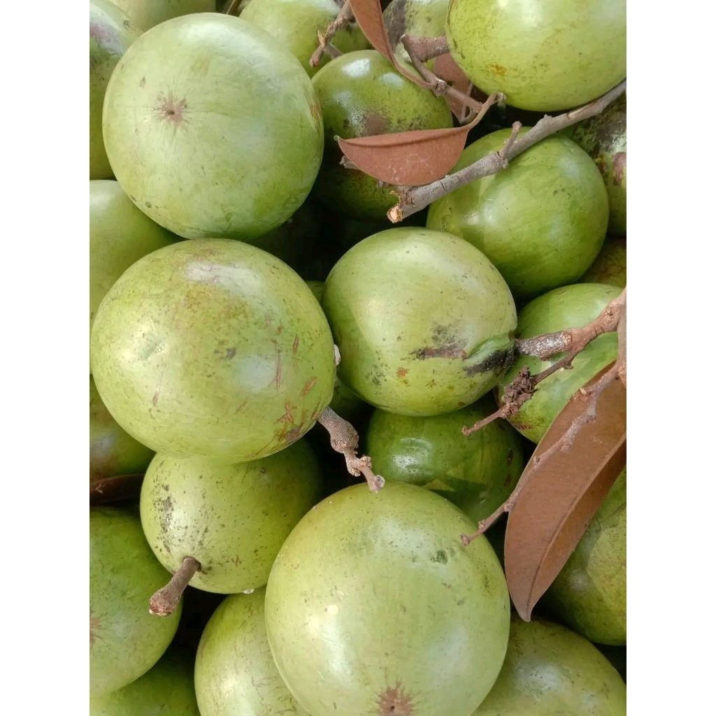 Jual Buah Kenitu Terlengkap & Harga Terbaru Agustus 2026 | Shopee Indonesia