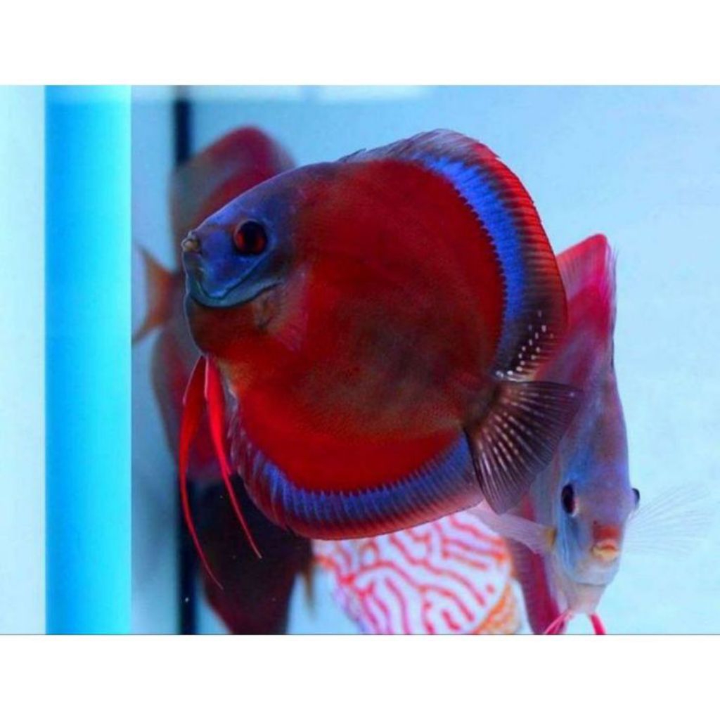 Jual Discus Sun Red Blue Rim //ikan hias aquarium aquascape | Shopee ...
