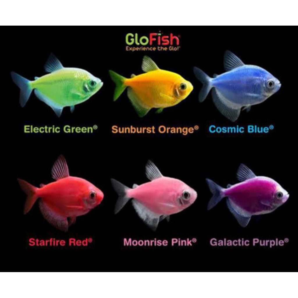 Jual Glofish Terlengkap & Harga Terbaru Juli 2026 | Shopee Indonesia