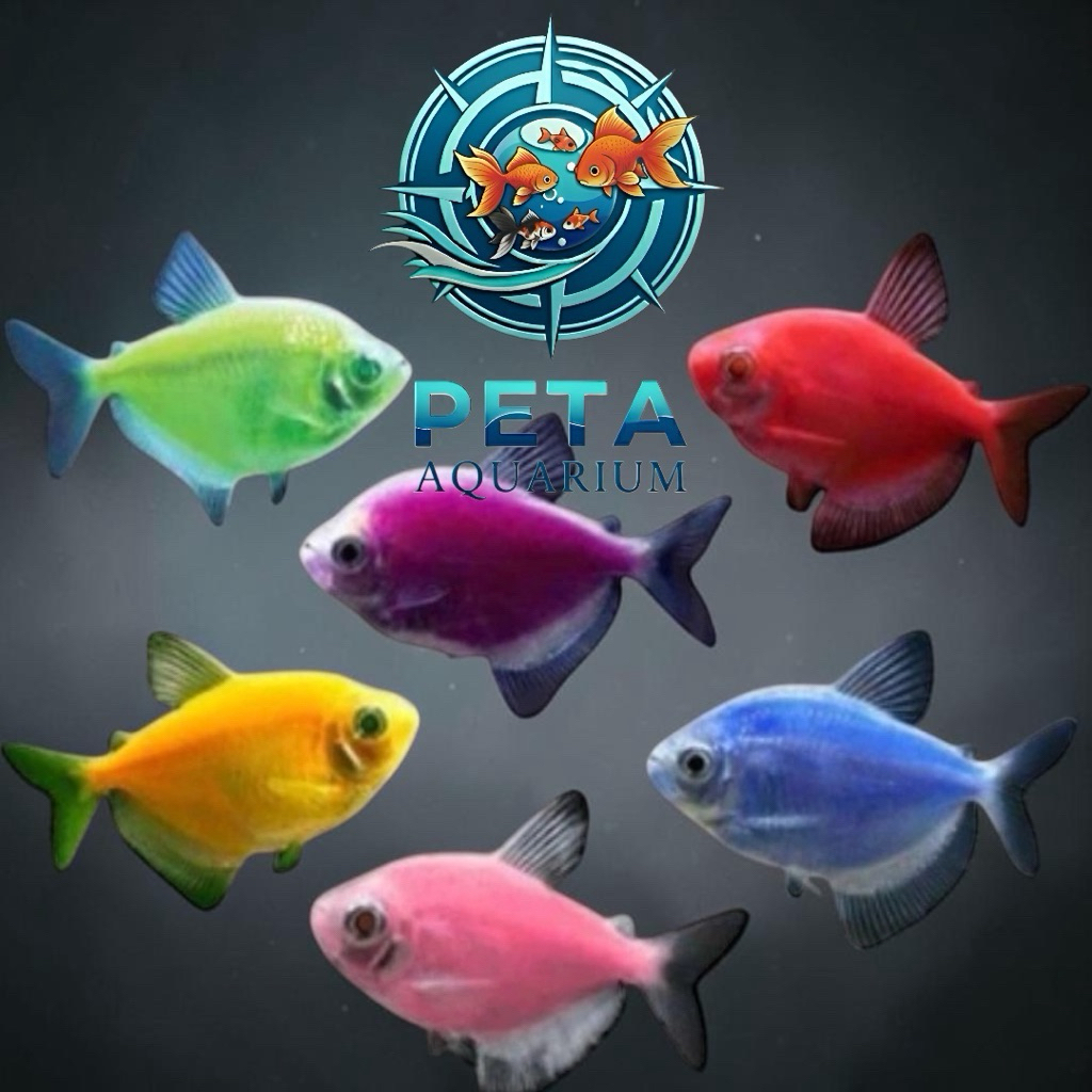 Jual Glofish Terlengkap & Harga Terbaru Juli 2026 | Shopee Indonesia