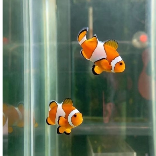 Jual Nemo/clown fish | Shopee Indonesia